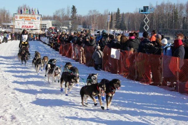 Dogs Starting Their Run for 1049 miles