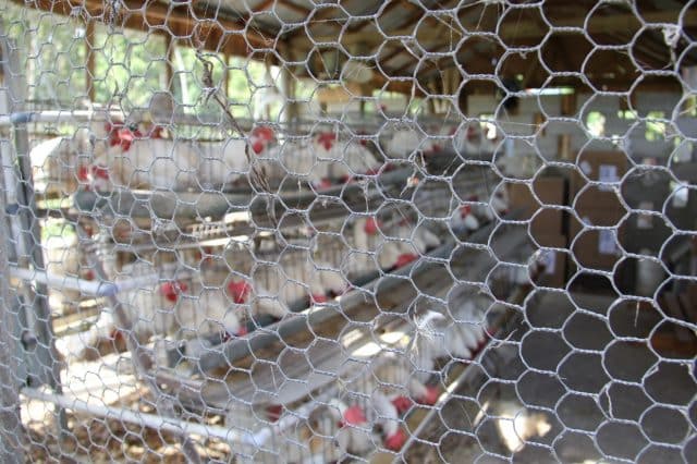 Chicken coop