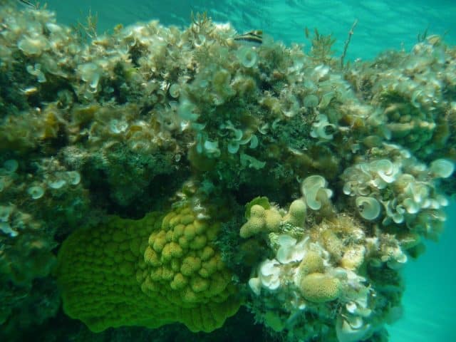 Various corals on reef at Cat island