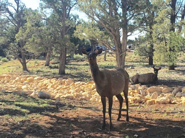 Grand Canyon Locals